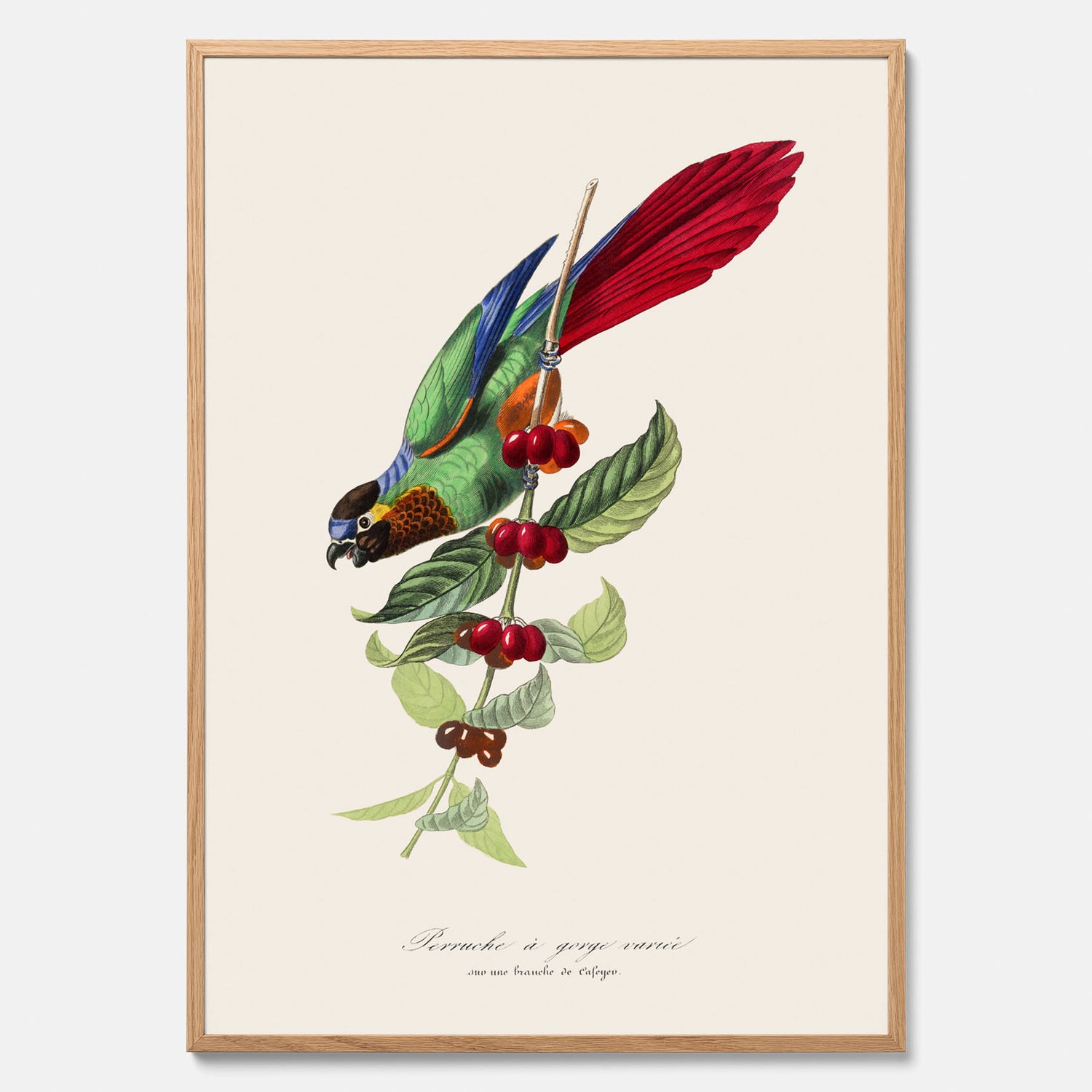 Kökstavla med en Parakit &amp; Kaffeplanta poster  – Vintageposter med fågel och kaffe, tavla till kök, köksposter, poster till kök