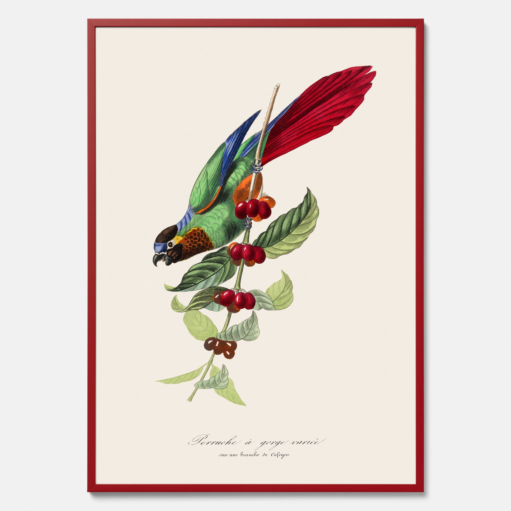 Kökstavla med en Parakit &amp; Kaffeplanta poster  – Vintageposter med fågel och kaffe, tavla till kök, köksposter, poster till kök