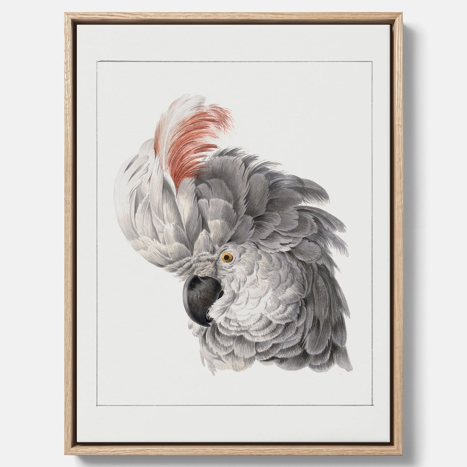 Fågelposter av Aert Schouman som föreställer huvudet av en papegoja, canvas
