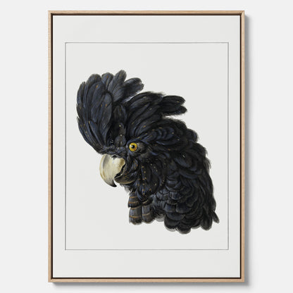 Fågelposter av Aert Schouman som föreställer huvudet av en papegoja canvas