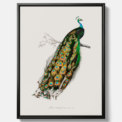 Canvastavla med Påfågel poster – Vintageposter med fågel