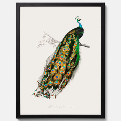 Tavla med Påfågel poster – Vintageposter med fågel