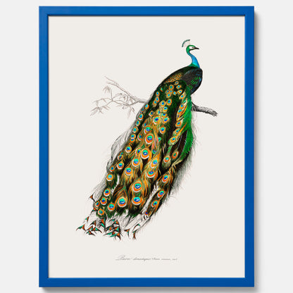 Tavla med Påfågel poster – Vintageposter med fågel