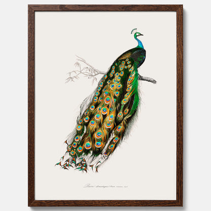 Tavla med Påfågel poster – Vintageposter med fågel