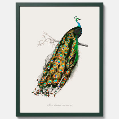 Tavla med Påfågel poster – Vintageposter med fågel