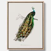 Canvastavla med Påfågel poster – Vintageposter med fågel