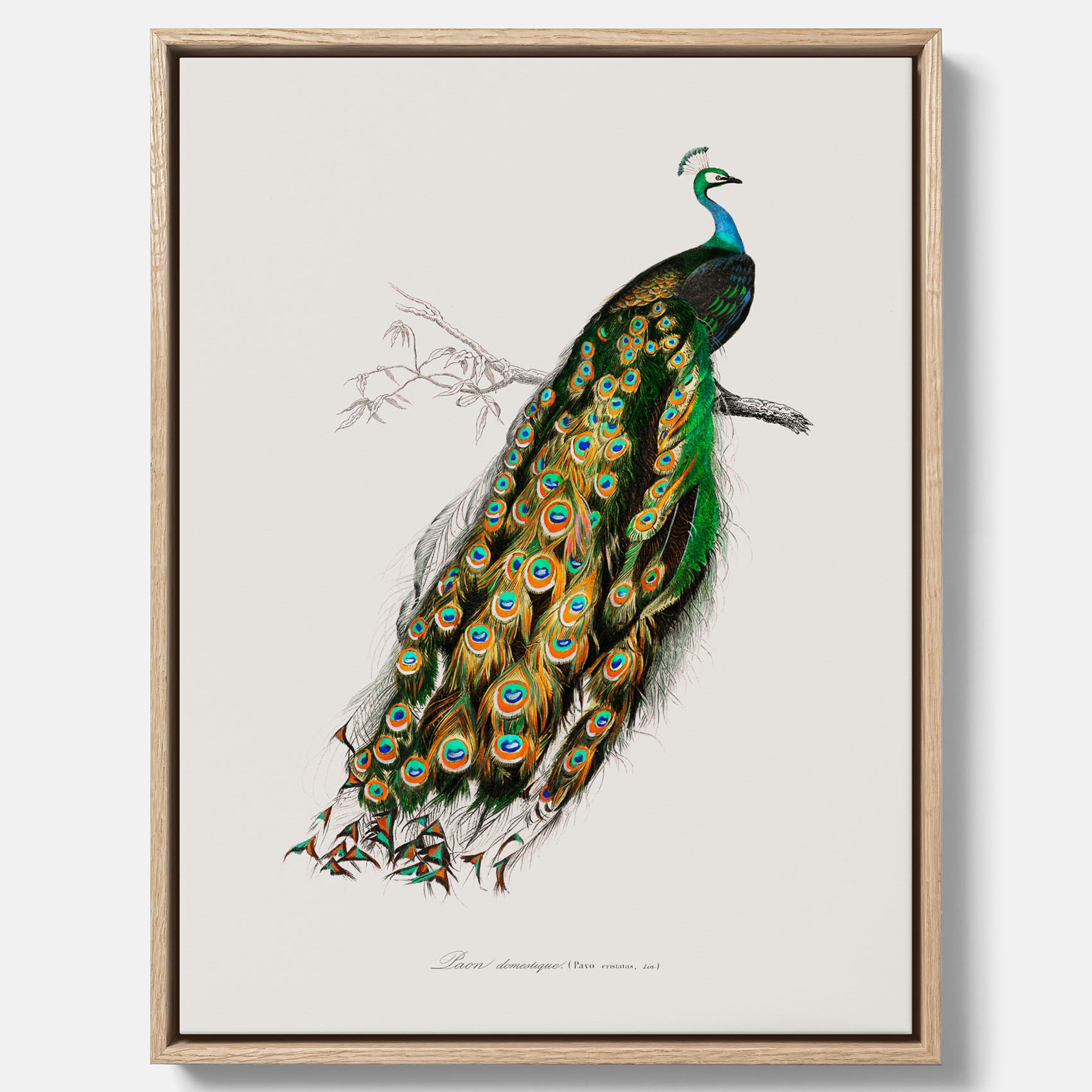 Canvastavla med Påfågel poster – Vintageposter med fågel
