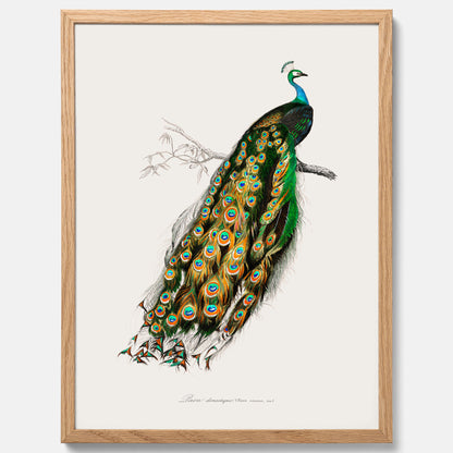 Tavla med Påfågel poster – Vintageposter med fågel