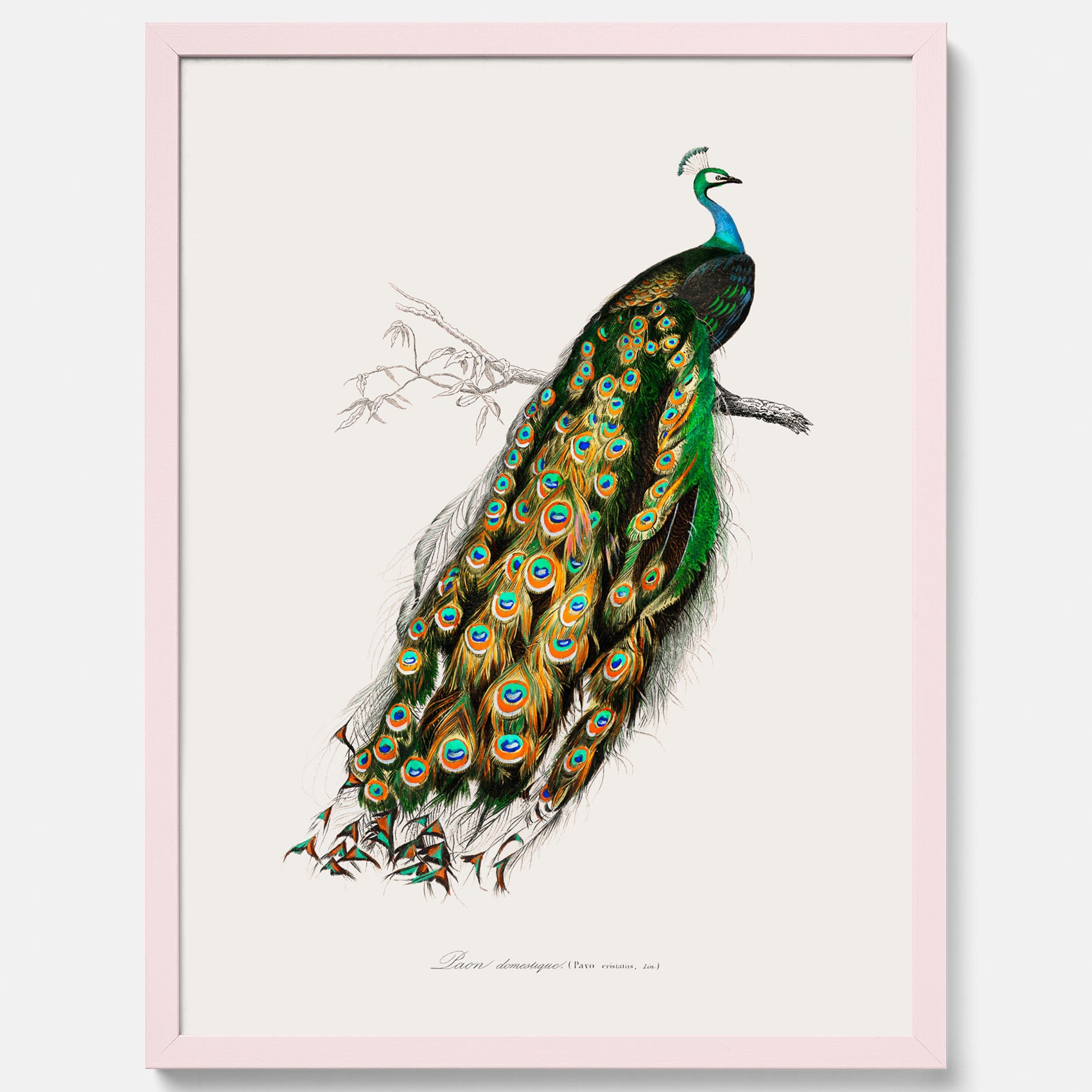 Tavla med Påfågel poster – Vintageposter med fågel