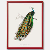 Tavla med Påfågel poster – Vintageposter med fågel