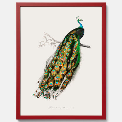 Tavla med Påfågel poster – Vintageposter med fågel