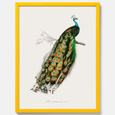 Tavla med Påfågel poster – Vintageposter med fågel