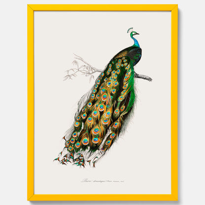 Tavla med Påfågel poster – Vintageposter med fågel