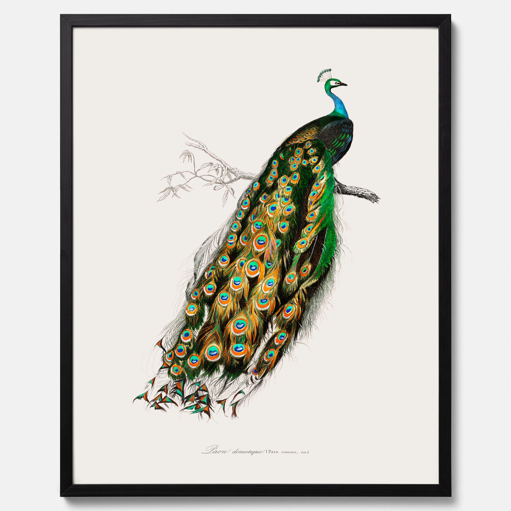Tavla med Påfågel poster – Vintageposter med fågel