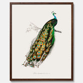 Tavla med Påfågel poster – Vintageposter med fågel
