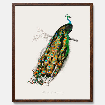 Tavla med Påfågel poster – Vintageposter med fågel