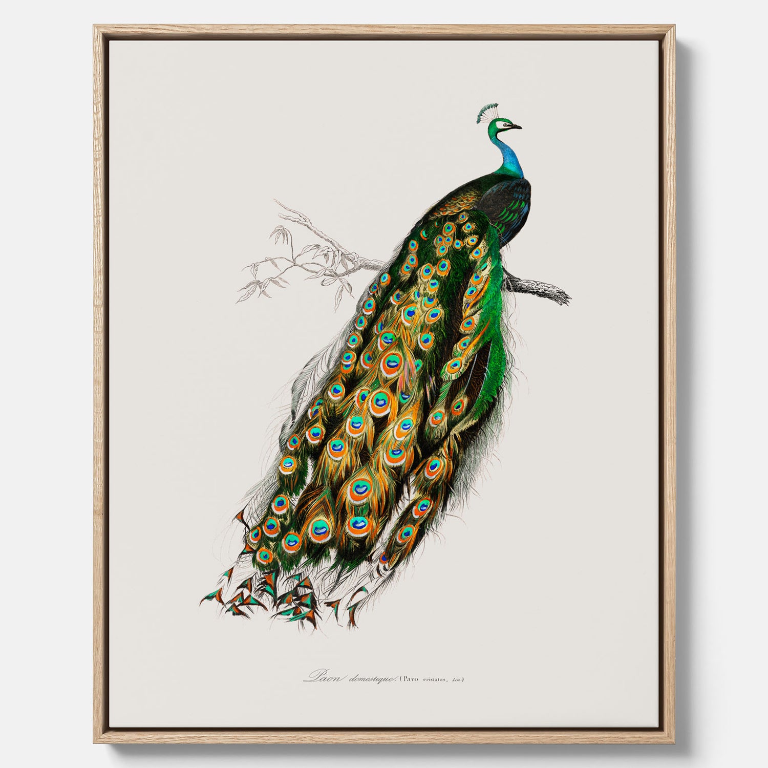 Canvastavla med Påfågel poster – Vintageposter med fågel