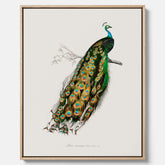 Canvastavla med Påfågel poster – Vintageposter med fågel
