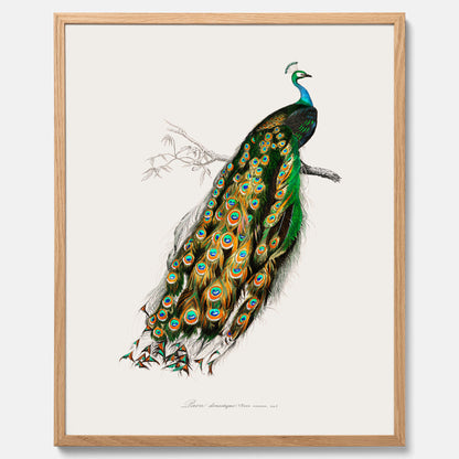 Tavla med Påfågel poster – Vintageposter med fågel