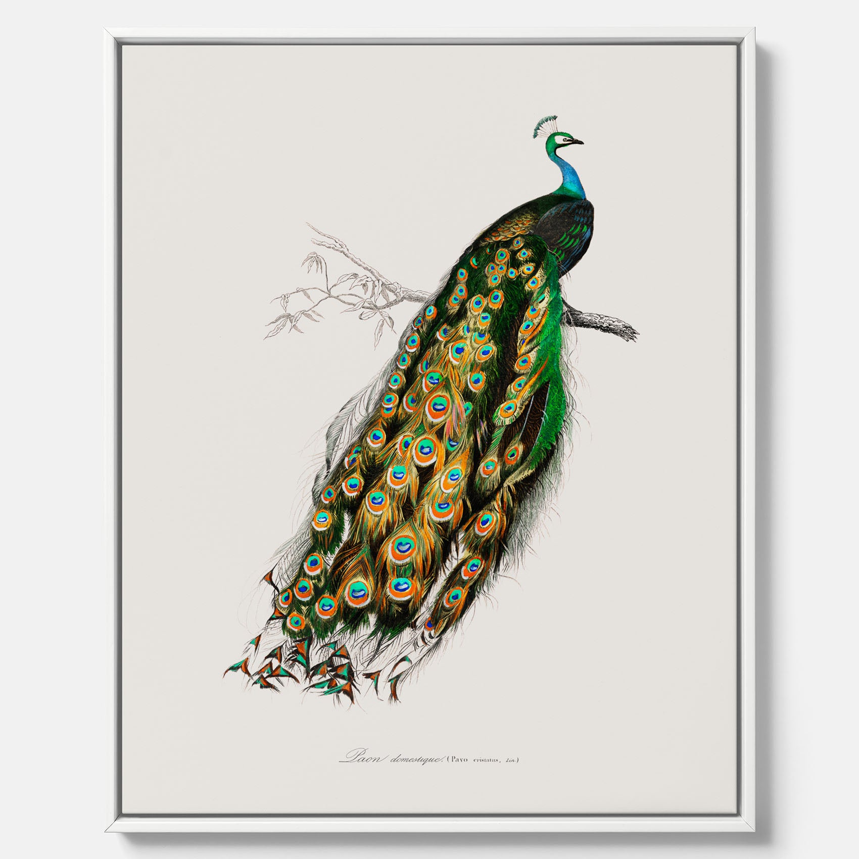 Canvastavla med Påfågel poster – Vintageposter med fågel