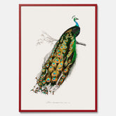 Tavla med Påfågel poster – Vintageposter med fågel