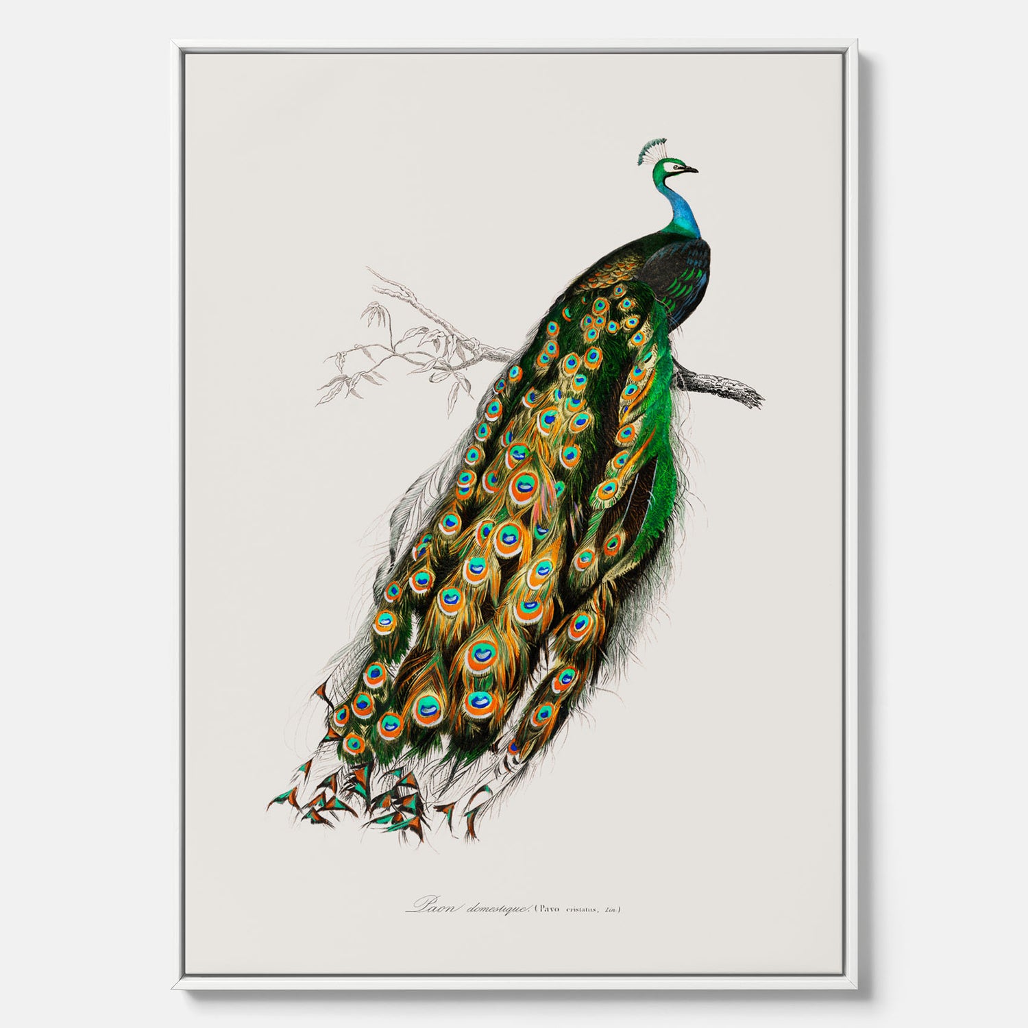 Canvastavla med Påfågel poster – Vintageposter med fågel