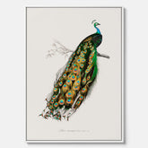 Canvastavla med Påfågel poster – Vintageposter med fågel