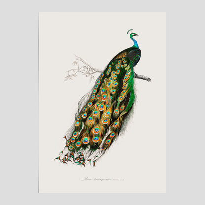 Påfågel poster – Vintageposter med fågel