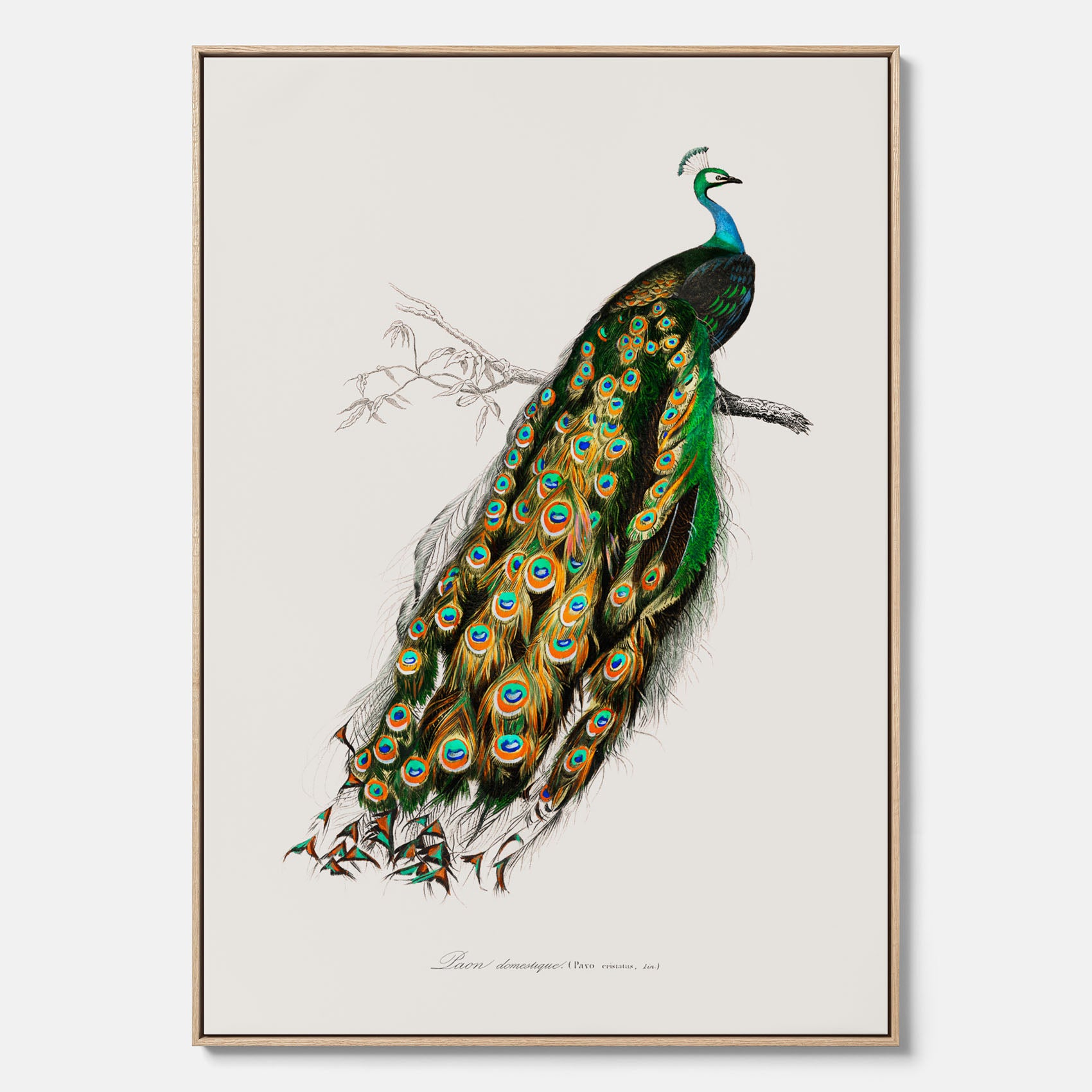 Canvastavla med Påfågel poster – Vintageposter med fågel