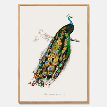 Tavla med Påfågel poster – Vintageposter med fågel