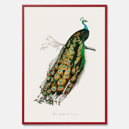 Tavla med Påfågel poster – Vintageposter med fågel