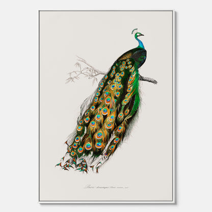 Canvastavla med Påfågel poster – Vintageposter med fågel