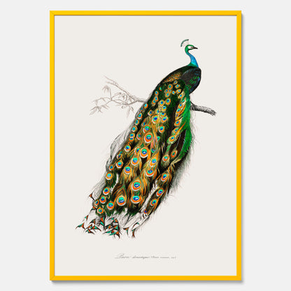 Tavla med Påfågel poster – Vintageposter med fågel
