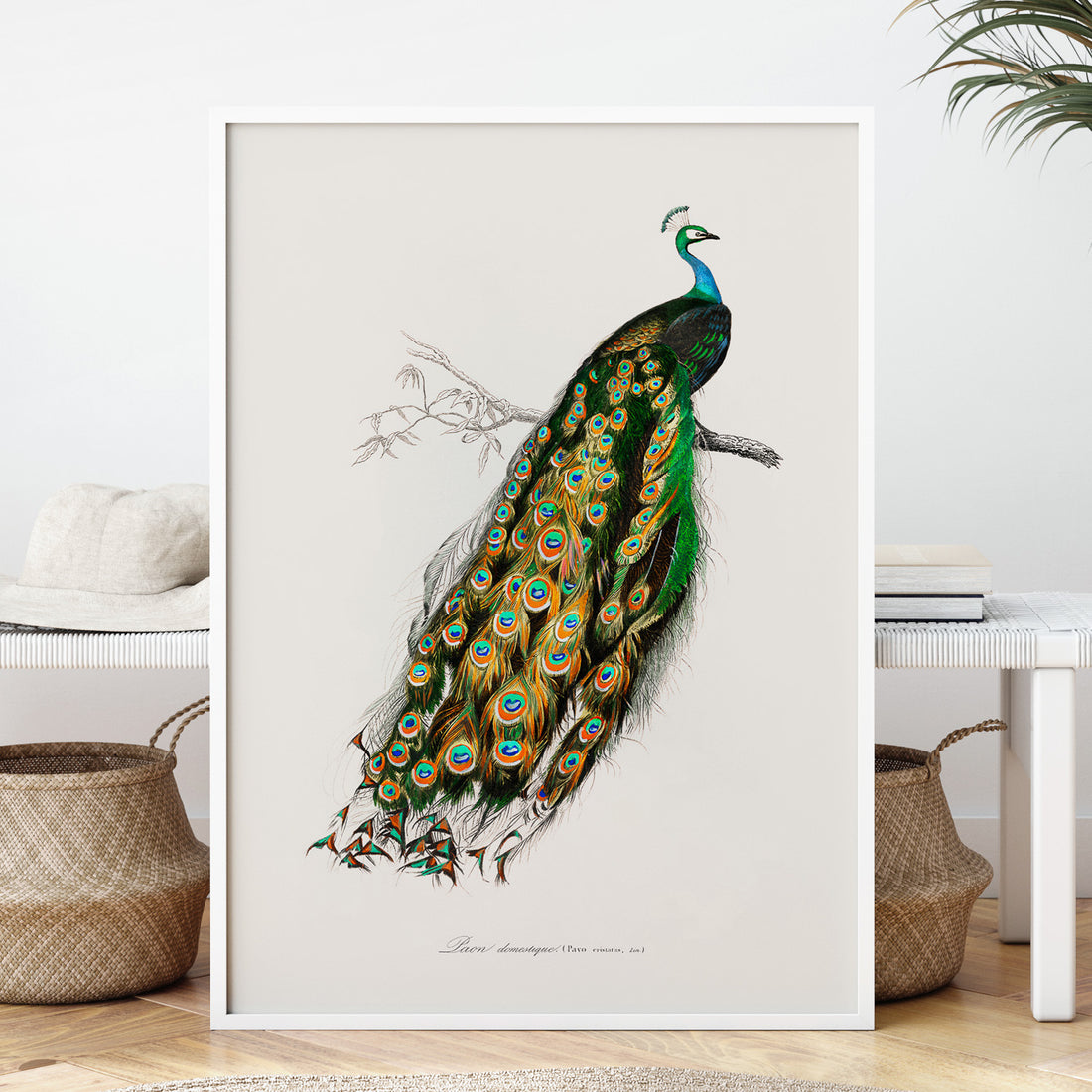 Tavla med Påfågel poster – Vintageposter med fågel