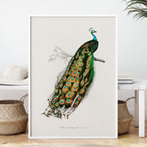 Tavla med Påfågel poster – Vintageposter med fågel