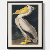 Canvastavla med en Vit Pelikan poster vintage illustration konst