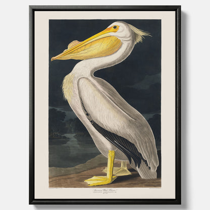 Canvastavla med en Vit Pelikan poster vintage illustration konst