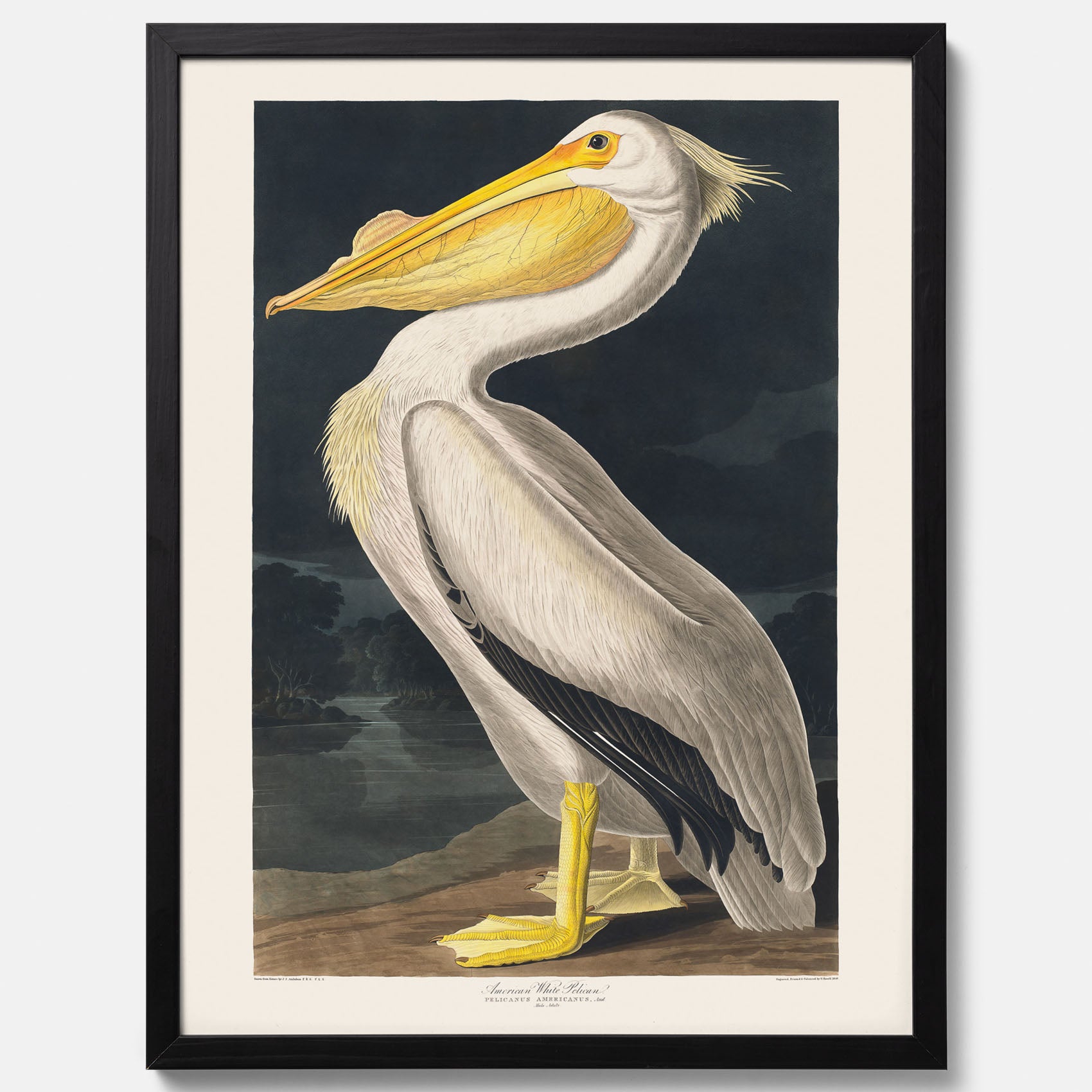 Tavla med en Vit Pelikan poster vintage illustration konst