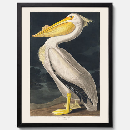 Tavla med en Vit Pelikan poster vintage illustration konst
