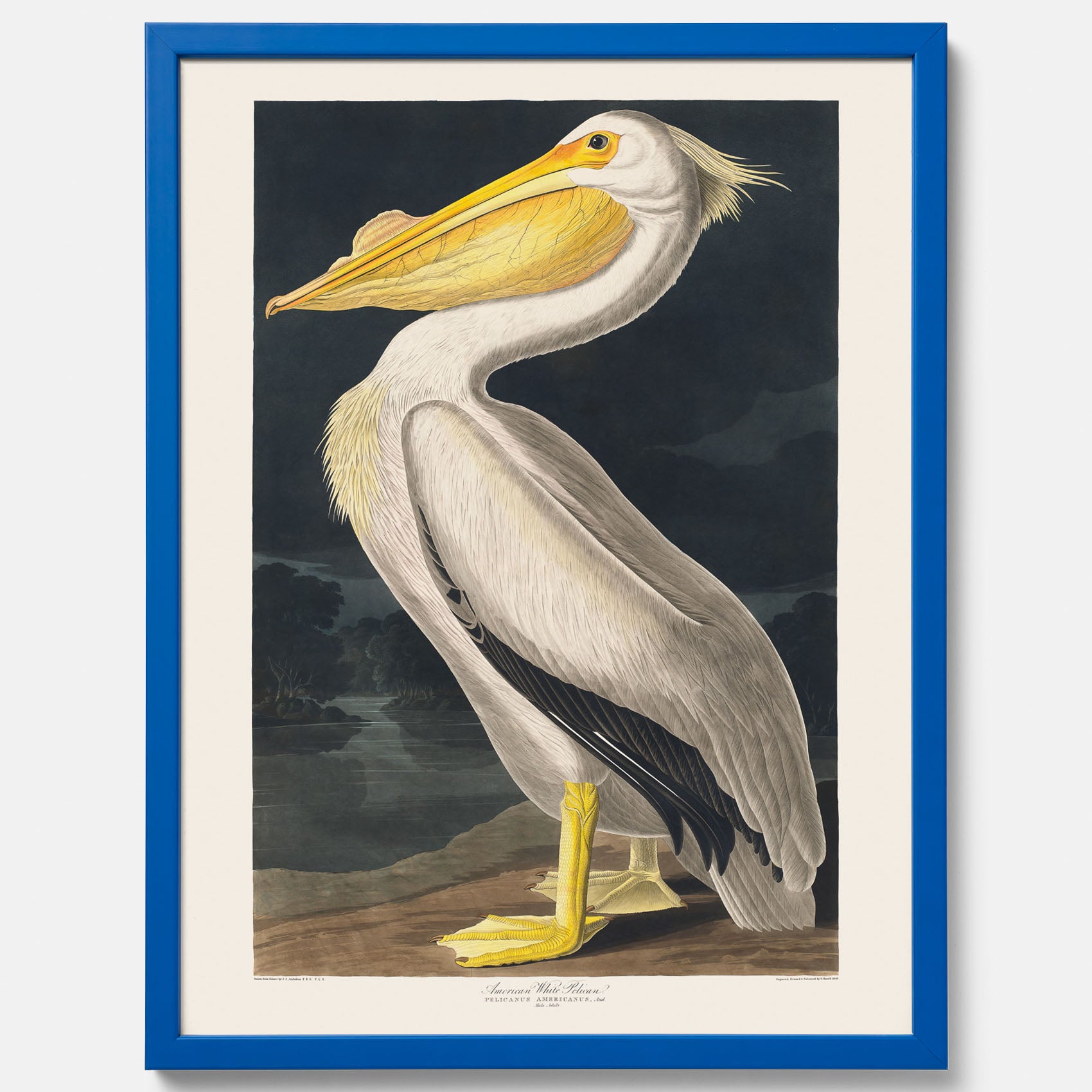 Tavla med en Vit Pelikan poster vintage illustration konst
