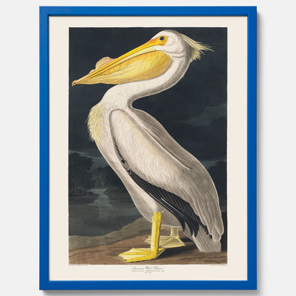 Tavla med en Vit Pelikan poster vintage illustration konst