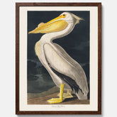 Tavla med en Vit Pelikan poster vintage illustration konst