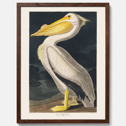 Tavla med en Vit Pelikan poster vintage illustration konst