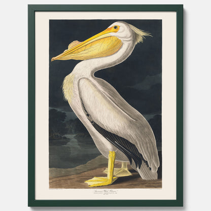 Tavla med en Vit Pelikan poster vintage illustration konst