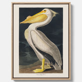 Canvastavla med en Vit Pelikan poster vintage illustration konst