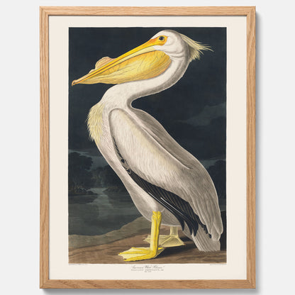 Tavla med en Vit Pelikan poster vintage illustration konst