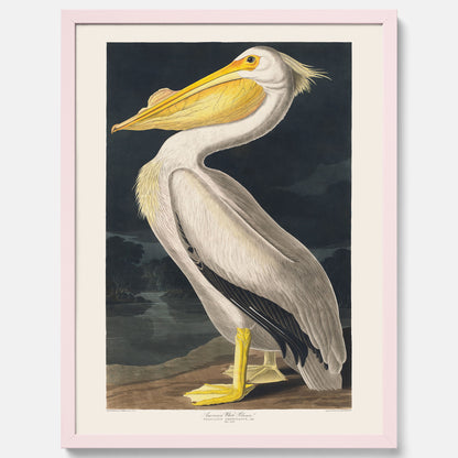 Tavla med en Vit Pelikan poster vintage illustration konst