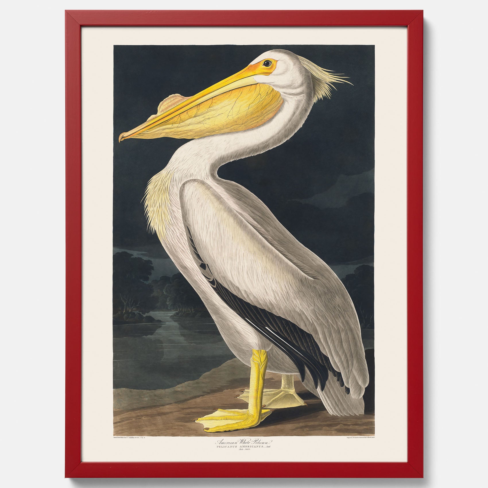 Tavla med en Vit Pelikan poster vintage illustration konst