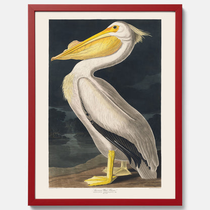 Tavla med en Vit Pelikan poster vintage illustration konst