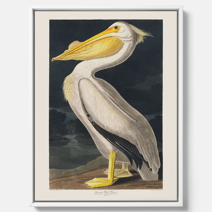 Canvastavla med en Vit Pelikan poster vintage illustration konst